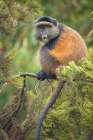 Africa-Rwanda-Volcanoes National Park-Golden Monkey in Virunga Mountains Art Print